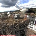 17_30-nest.jpg