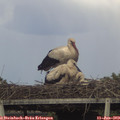 17_35-mast.jpg