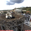 17_35-nest.jpg