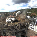 17_40-nest.jpg