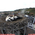 17_45-nest.jpg