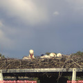 17_50-mast.jpg