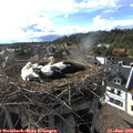 17_50-nest.jpg