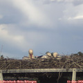 17_55-mast.jpg