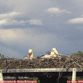 18_00-mast.jpg