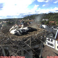 18_00-nest.jpg