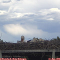 18_05-mast.jpg