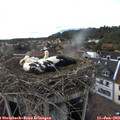 18_05-nest.jpg