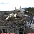 18_10-nest.jpg