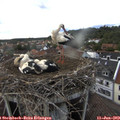 18_15-nest.jpg