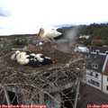 18_20-nest.jpg