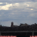 18_25-mast.jpg