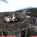 18_25-nest.jpg