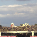 18_40-mast.jpg