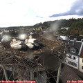 18_40-nest.jpg