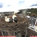 18_45-nest.jpg