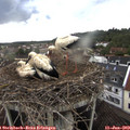 18_50-nest.jpg