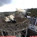 18_55-nest.jpg