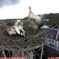 19_00-nest.jpg