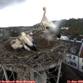 19_05-nest.jpg