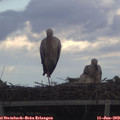 19_10-mast.jpg