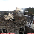 19_10-nest.jpg
