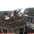 19_15-nest.jpg