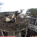 19_20-nest.jpg