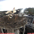 19_25-nest.jpg