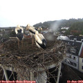 19_30-nest.jpg