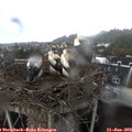 19_35-nest.jpg
