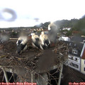 19_40-nest.jpg
