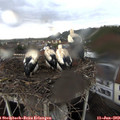 19_45-nest.jpg