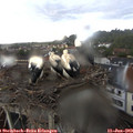 19_50-nest.jpg