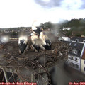 19_55-nest.jpg