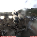 20_05-nest.jpg
