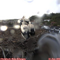 20_10-nest.jpg