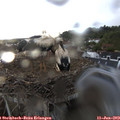 20_15-nest.jpg