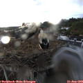 20_20-nest.jpg