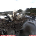 20_25-nest.jpg