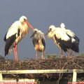20_35-mast.jpg
