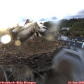 20_35-nest.jpg