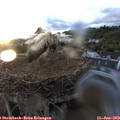 20_40-nest.jpg