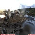 20_45-nest.jpg