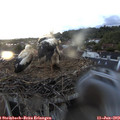 20_55-nest.jpg