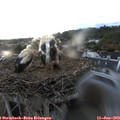 21_00-nest.jpg