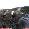 21_05-nest.jpg