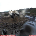 21_15-nest.jpg