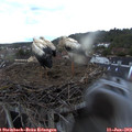 21_20-nest.jpg