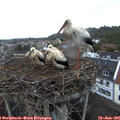05_20-nest.jpg